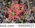 red spider lily 94609025