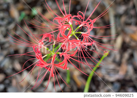 red spider lily 94609025
