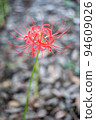 red spider lily 94609026