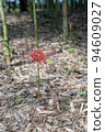 red spider lily 94609027