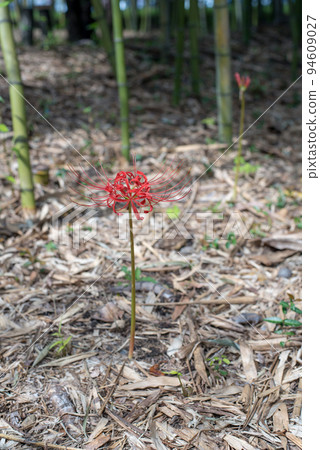 red spider lily red spider lily 94609027
