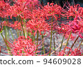 cluster spider lilies growing in clusters 94609028