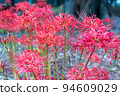 cluster spider lilies growing in clusters 94609029