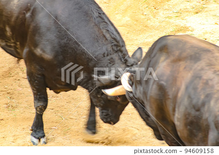 鬥牛 山越鬥牛場（長岡市山越地區） 山越鬥牛場 94609158
