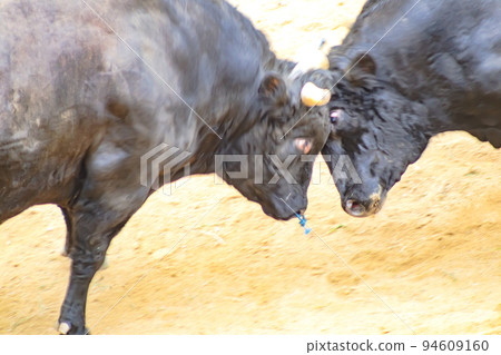 Bullfighting Yamakoshi Bullring (Yamakoshi area, Nagaoka City) Yamakoshi Bullring 94609160