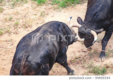 Bullfighting Yamakoshi Bullring (Yamakoshi area, Nagaoka City) Yamakoshi Bullring 94609164