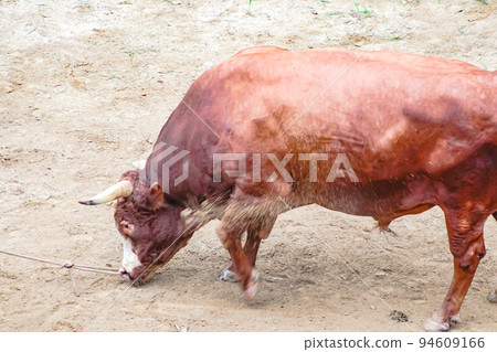 Bullfighting Yamakoshi Bullring (Yamakoshi area, Nagaoka City) Yamakoshi Bullring 94609166