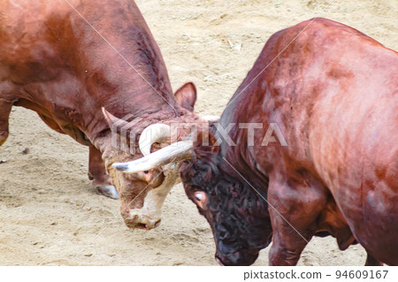 Bullfighting Yamakoshi Bullring (Yamakoshi area, Nagaoka City) Yamakoshi Bullring 94609167