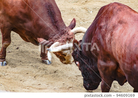 Bullfighting Yamakoshi Bullring (Yamakoshi area, Nagaoka City) Yamakoshi Bullring Bullfighting Yamakoshi Bullring (Yamakoshi area, Nagaoka City) Yamakoshi Bullring 94609169