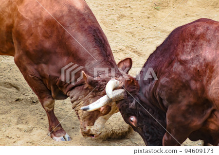 Bullfighting Yamakoshi Bullring (Yamakoshi area, Nagaoka City) Yamakoshi Bullring Bullfighting Yamakoshi Bullring (Yamakoshi area, Nagaoka City) Yamakoshi Bullring 94609173