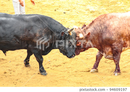 Bullfighting Yamakoshi Bullring (Yamakoshi area, Nagaoka City) Yamakoshi Bullring Bullfighting Yamakoshi Bullring (Yamakoshi area, Nagaoka City) Yamakoshi Bullring 94609197