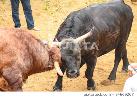 鬥牛 山越鬥牛場（長岡市山越地區） 山越鬥牛場 94609207