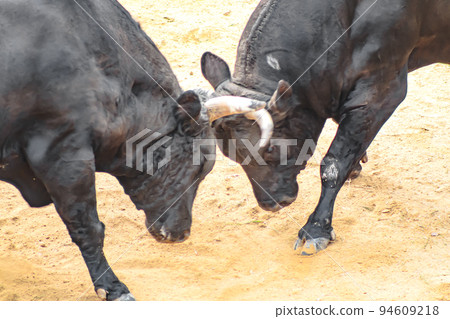 Bullfighting Yamakoshi Bullring (Yamakoshi area, Nagaoka City) Yamakoshi Bullring 94609218