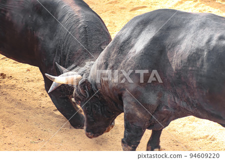Bullfighting Yamakoshi Bullring (Yamakoshi area, Nagaoka City) Yamakoshi Bullring Bullfighting Yamakoshi Bullring (Yamakoshi area, Nagaoka City) Yamakoshi Bullring 94609220