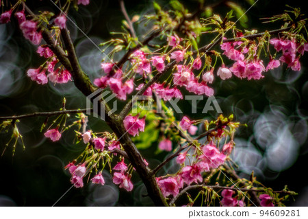 Cherry blossoms  94609281