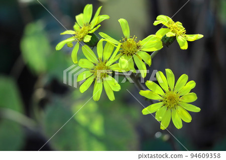 Japanese-style flowers 94609358