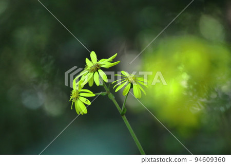 Japanese-style flowers 94609360