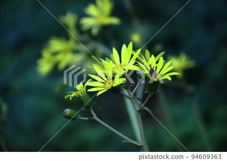 日式花 日式花 94609363