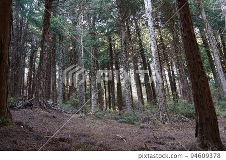 Koyamaki Forest 94609378