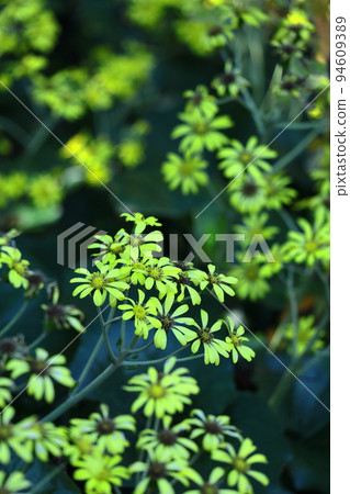 Japanese-style flowers Japanese-style flowers 94609389