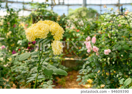 美麗的玫瑰花“黃玫瑰花”特寫攝影 美麗的玫瑰花“黃玫瑰花”特寫攝影 94609390