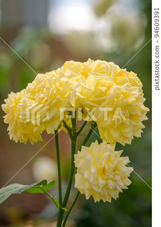 美麗的玫瑰花“黃玫瑰花”特寫攝影 94609391