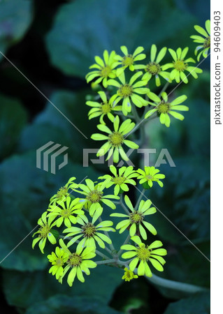 Japanese-style flowers 94609403