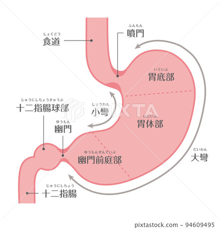 人體 ★ 胃結構 ★ 性格 94609495