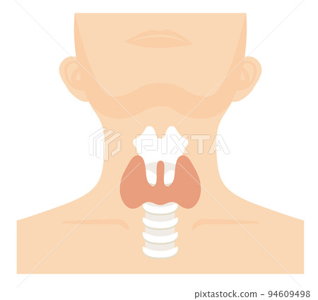 Human Body ★ Metabolism/Endocrine ★ Thyroid ★ No letters 94609498