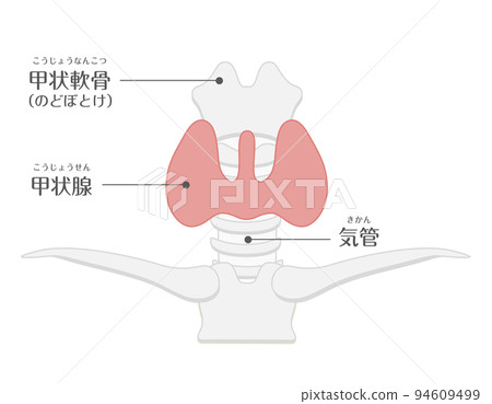 人體 ★ 新陳代謝/內分泌 ★ 甲狀腺 ★ 性格 94609499
