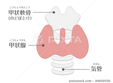 Human Body ★ Metabolism/Endocrine ★ Thyroid ★ Characters Human Body ★ Metabolism/Endocrine ★ Thyroid ★ Characters 94609500