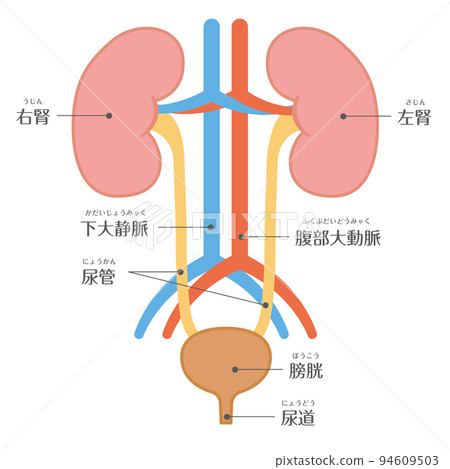 人體、泌尿科、腎臟結構、文本 94609503