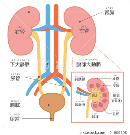 人體、泌尿科、腎臟結構、文本 94609508