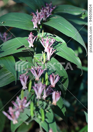 認真綻放 94609604