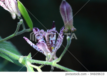 Blooming earnestly Blooming earnestly 94609610