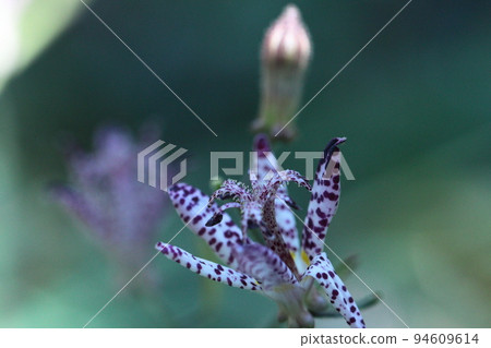 Blooming earnestly Blooming earnestly 94609614