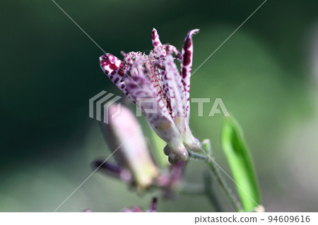 Blooming earnestly 94609616