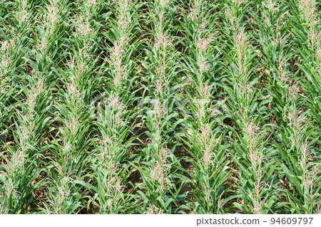 Patterns of a green corn field, high angle view, Belgium 94609797