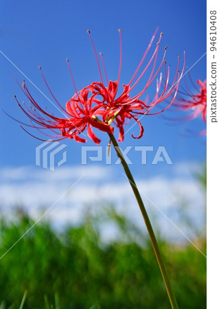 Cluster amaryllis 94610408