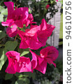 Flowers 94610756