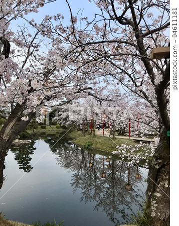 Cherry tree in full bloom  94611181