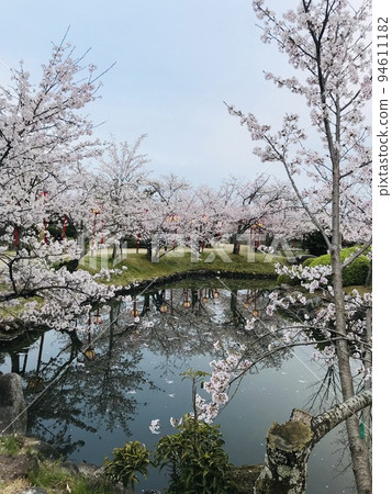 Ogi Park cherry blossoms in full bloom 94611182