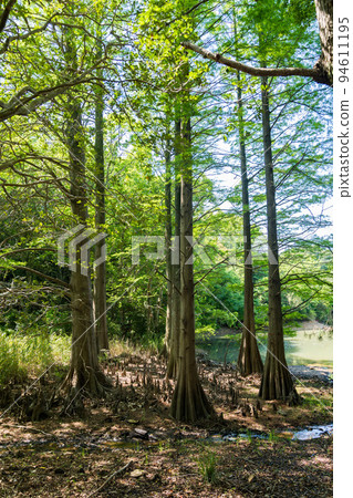 笹栗九州大學森林長廊 94611195