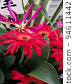 Flowers 94611442