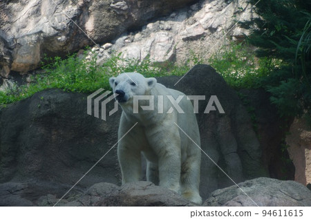 Shirokuma Shirokuma 94611615