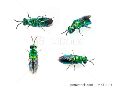 Group of metallic cuckoo wasp (Chrysididae) isolated on white background. Insect. Animals. 94612083