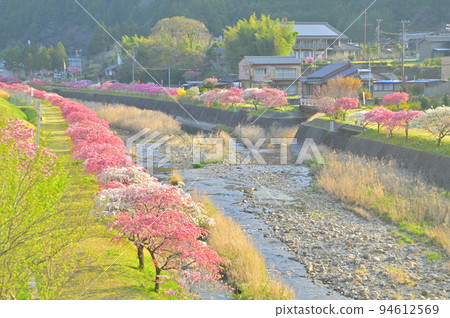 Huan peach row tree 94612569