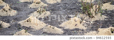 Mulching rose bushes. A lot of cropped rose bushes are strewn with wooden sawdust and stems for preservation in winter 94612593