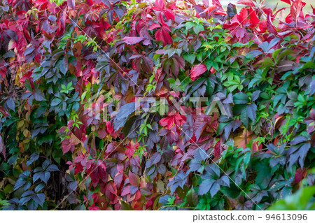 colorful leaves of wild grapes in autumn. colorful leaves of wild grapes in autumn. 94613096