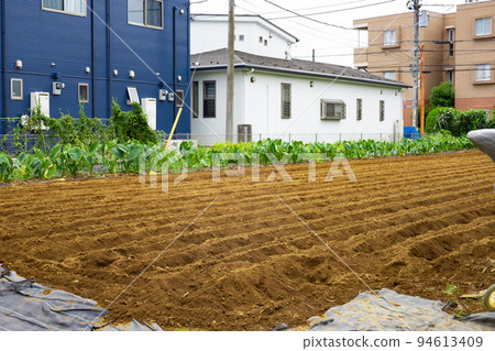 An urban field surrounded by houses and condominiums, and a farmer's field of taro leaves and ridges before planting (Nerima Ward, Tokyo) 94613409